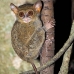 monkey_tarsier_eastern_tangkoko_v_0124_sul1299.jpg